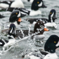 The Goldeneye Gathering