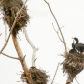 Cormorant Colony