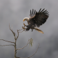 Moody Bald Eagle