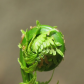 Fern head