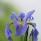 Wild Blue Iris