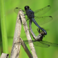 Slaty Skimmers Mating