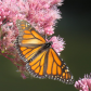 Monarch with Wings Open