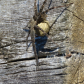 Dock Spider Carrying Egg Sac