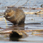 Muskrat Meal