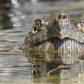 Snapper Breathing