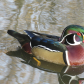 Colourful Male Wood Duck