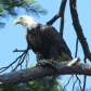 Bald Eagle in Eastern Ontario