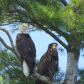 Bald Eagle and Eaglet in Eastern Ontario