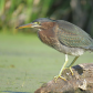 Juvenile Green Heron