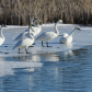 Trumpeter Swans Find Open Water 