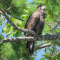 Bald Eaglet in Eastern Ontario