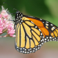 Monarch on Joe Pye Weed