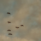 Migration