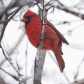 Winter cardinal