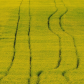 Canola tracks