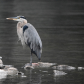 SOLITUDE    Great Blue Heron