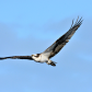 MAGNIFICENT      Osprey