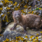Curious Mink