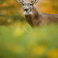 A Silly Buck