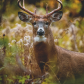 A Handsome Buck