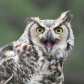 Great Horned Owl