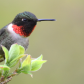 Male Ruby Throated