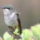 female Hummer