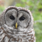 Barred Owl