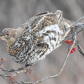 Ruffed Grouse and Mountain Ash