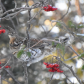 Ruffed Grouse and Mountain Ash