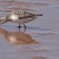 Semipalmated Sandpiper