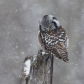 Hawk owl on the hunt