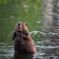 Eager Beaver