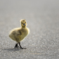 The Brave Gosling