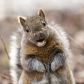 Nuts About You