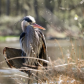 The Impatient Fisherman