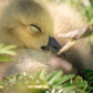 Golden Slumber