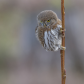 Patient Northern Pygmy Owl 