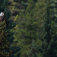 Eagle Eye