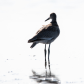 Willet in Silhouette