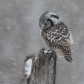 Snow day owl