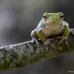 Grey tree frog