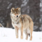 Eastern Wolf