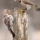 Northern Flicker Interaction