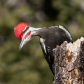 Pileated Woodpecker