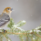 Pine Grosbeak