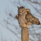 Great horned owl. Thatâ€™s better all fluffed up.