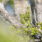 Great horned owlet out of nest