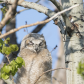 Great horned owlet another week on